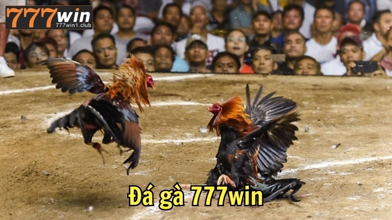 Đá gà 777win