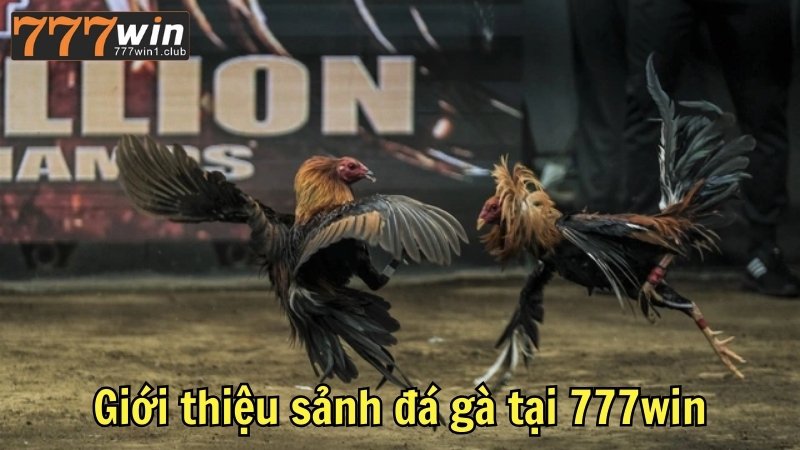 Giới thiệu sảnh đá gà tại 777win