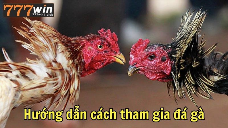 Hướng dẫn cách tham gia đá gà 777win